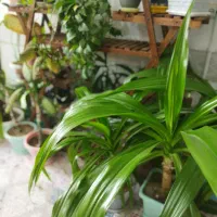 گلها همه با هم|گل و گیاه طبیعی|لنجان, |دیوار