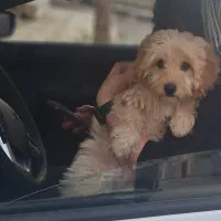 سگ نژاد  دودل|سگ|کرمانشاه, |دیوار