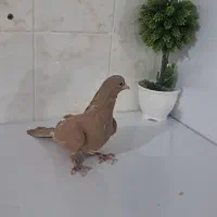 کفنر ماده