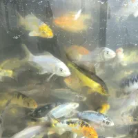 ماهی کوی|ماهی|شریفآباد, |دیوار