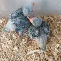 ملنگو .گرینچیک|پرنده|ری, فیروزآباد|دیوار