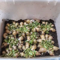 فروش حلزون برای علاقه‌مندان وحلزون تراپی