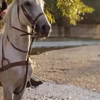 نریان ترک ۷ سال مجلسی|اسب و تجهیزات اسب‌سواری|اصفهان, اندوان|دیوار
