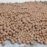 گردو