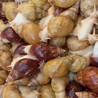 فروش حلزون آچاتینا برای پرورش