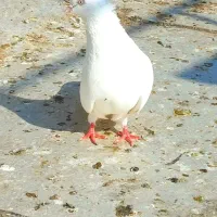 کبوتر سفید و سَبز کاکُلی (نوک کوتاه)|پرنده|تهران, بوستان سرخه حصار|دیوار