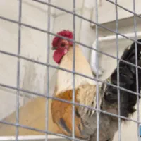 خروس دورگ چل تاج