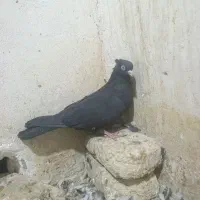 ماده زاغ آبادانی ماده سور دم سفید