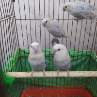 کوتوله برزیلی دستی