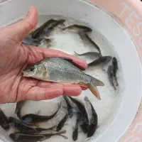 بچه ماهی کپور امور قزل