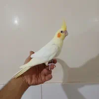 جوجه عروس هلندی