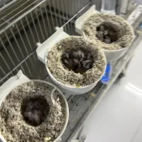 جوجه سهره قناری