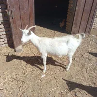 نربز وبزقاله وبز ابستن|حیوانات مزرعه|تربتحیدریه, آبشار|دیوار