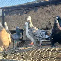 کفتر|پرنده|شیراز, گلشن|دیوار