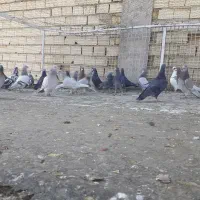 24 تا کفتر پلاکی دو رگ