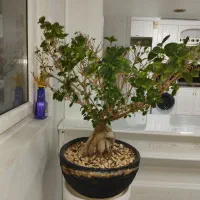 گل طبیعی بن سای جینسینگ