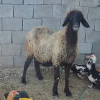 میش