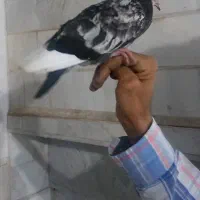 جوجه کفتر پرشی