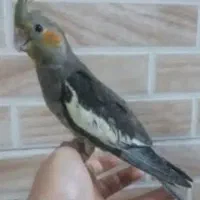 عروس هلندی سینامون اهویی گمشده