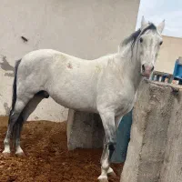 اسب یورقه نریون ترکمن قد بلند