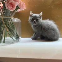 گربه های رنگارنگ