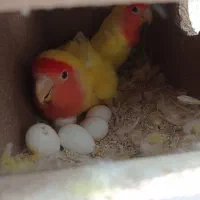 طوطی برزیلی