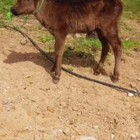 گاوآنگوس دو دندان با گوساله نر بزرگ