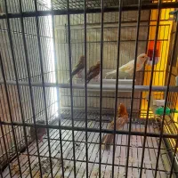 قناری موزایکی ابلغ وسرخ و جوجه