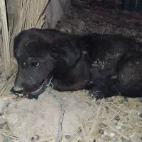 سگ پاکوتاه تربیت