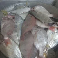 ماهی گرگوری مخلوط تازه تازه