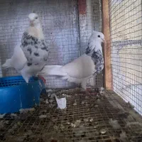 سلام به سالارعشق بازان