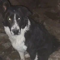 سگ ماده|سگ|شیراز, شهرک مدرس|دیوار