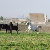 اسب مادیون