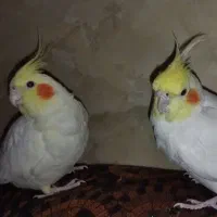 جفت عروس هلندی لوتینو