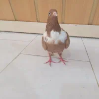 کفتر ،کبوتر کلاغ نواری