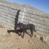 سگ هفت ماهه قهدریجانی|سگ|چادگان, |دیوار