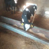 گوساله|حیوانات مزرعه|بشاریات, |دیوار