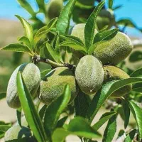 نهال بادام دیم