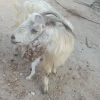 بز دوقلو زا|حیوانات مزرعه|خورموج, |دیوار