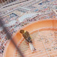 قناری ماده به فروش می رسد|پرنده|بم, |دیوار