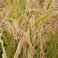 چلتوک برنج گرده