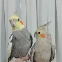 جفت کارداده عروس هلندی