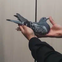 کبوتر پلاکی مسافتی