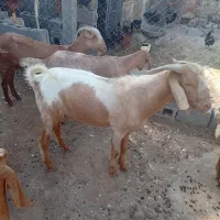 کهره نر