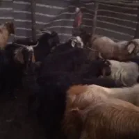 کره کیلویی ۳۰۰|حیوانات مزرعه|پاتاوه, |دیوار