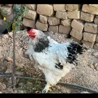 مروغ و خروس برهما