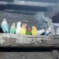 کوتوله برزیلی