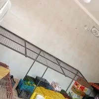 دوعدد تخت میوه فروشی|فروشگاه و مغازه|لوشان, |دیوار