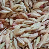 جو آبی، باقله،گندم بذری، کود شیمیای