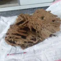 فسیل درخت که تبدیل به سنگ شده
